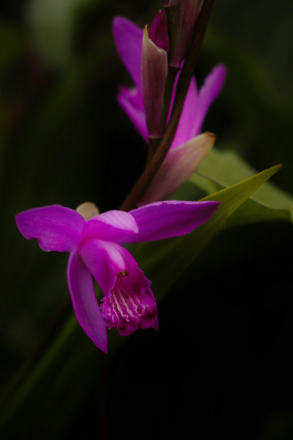 purple petaled flower