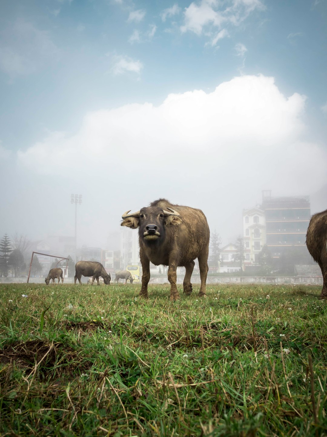 brown cow walking on grass field