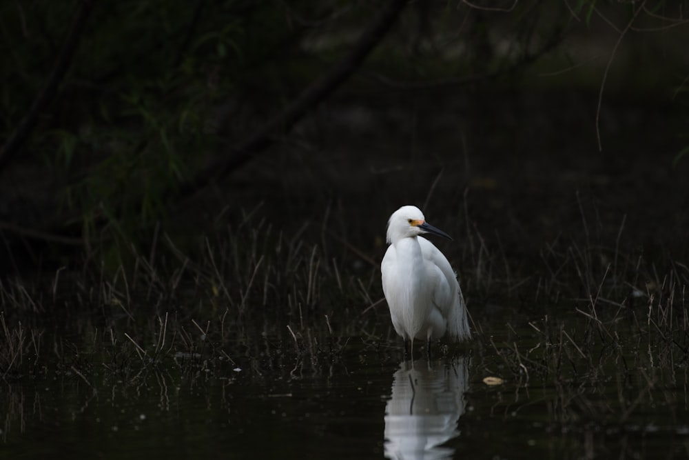 white bird on pond