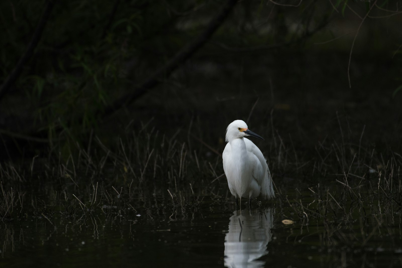 Nikon D500 + Nikon AF-S Nikkor 200-500mm F5.6E ED VR sample photo. White bird on pond photography