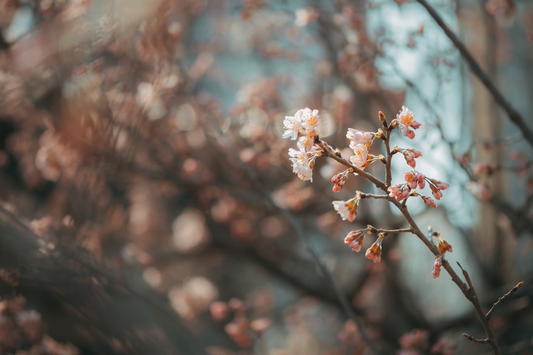 bokeh photography of white flowers