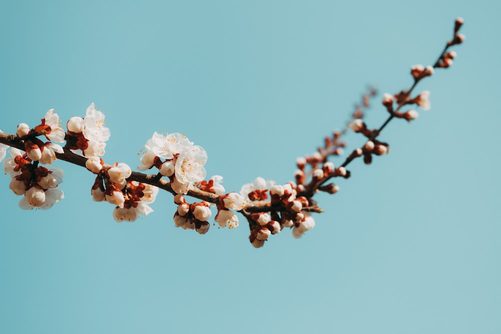 white petaled flower