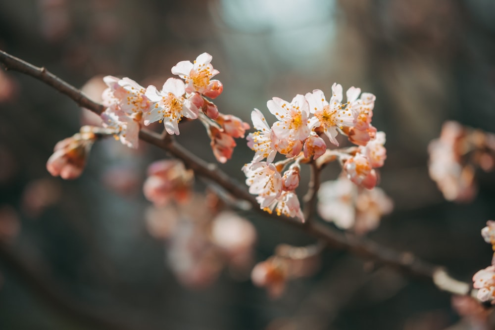 white and pink flowers blooming