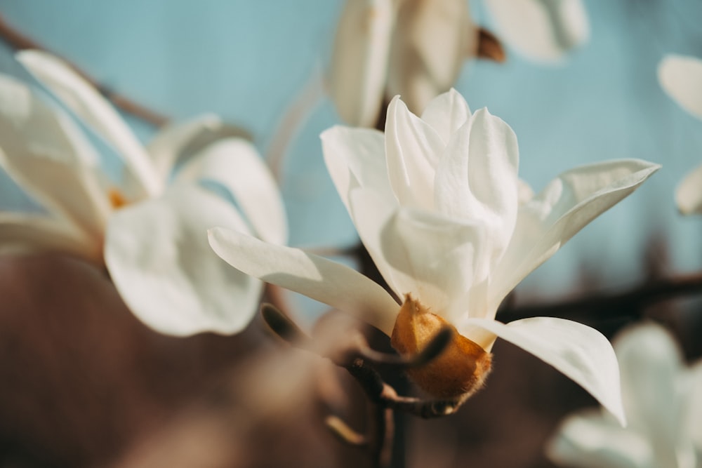 white-petaled flower