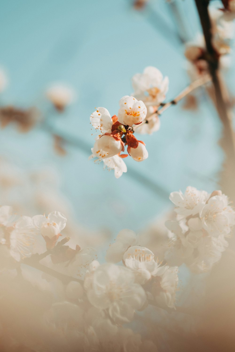 white flower bloom during daytime