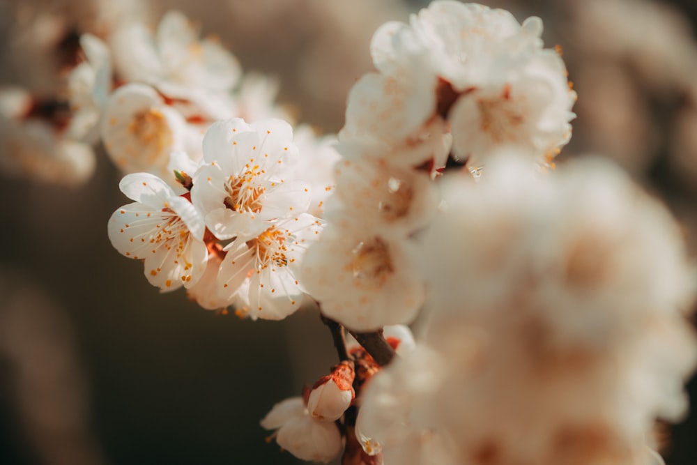 shallow focus photo of white cherry blossoms
