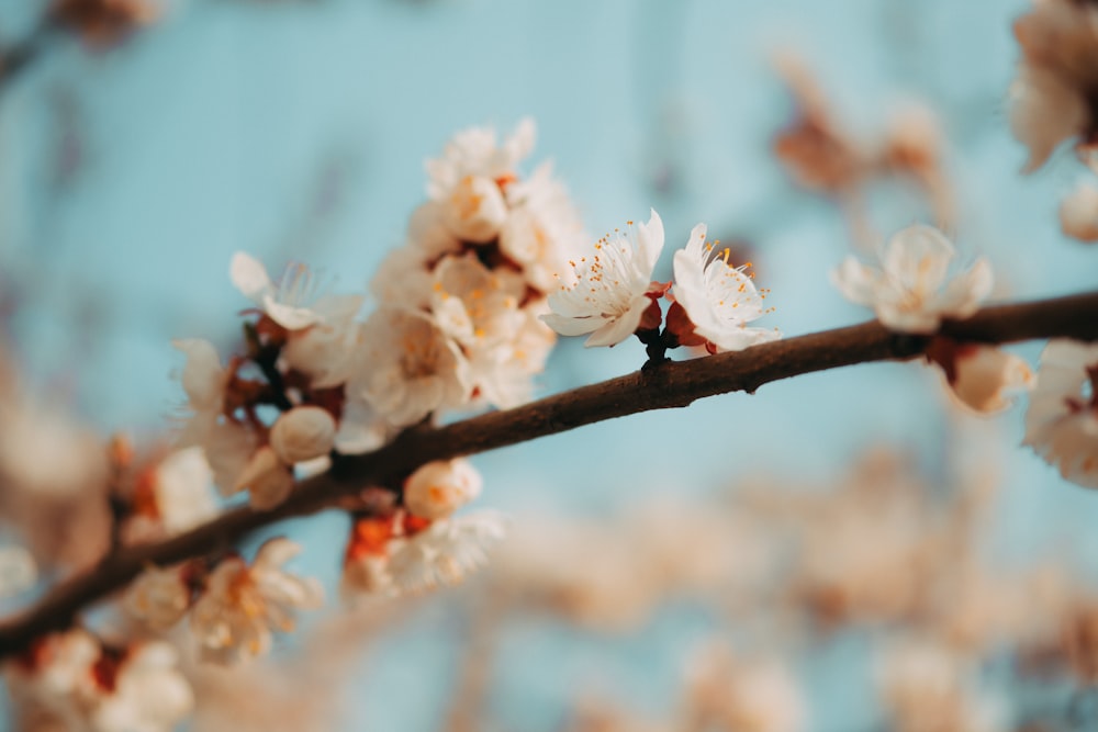 focus photography of white tree