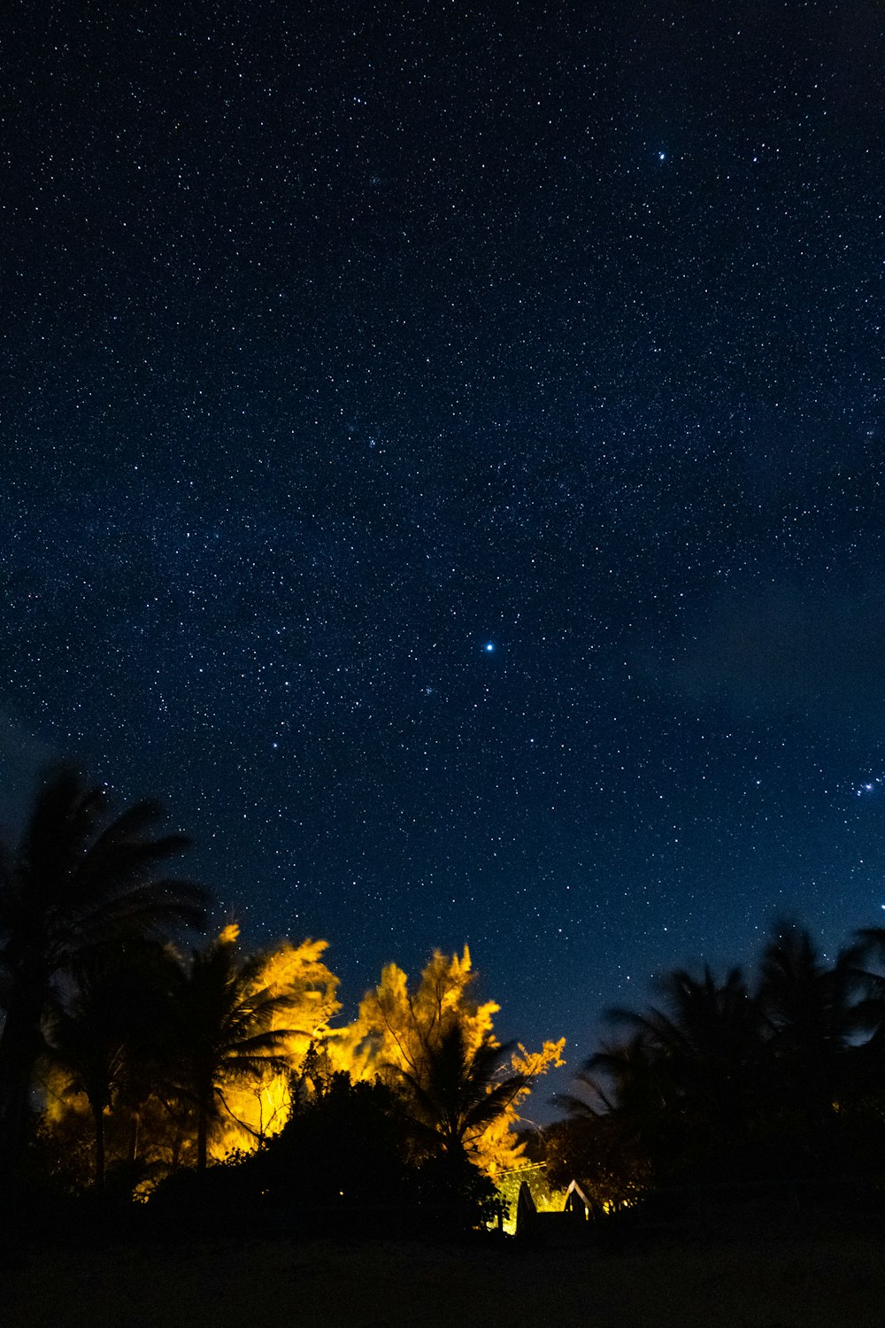 trees during night