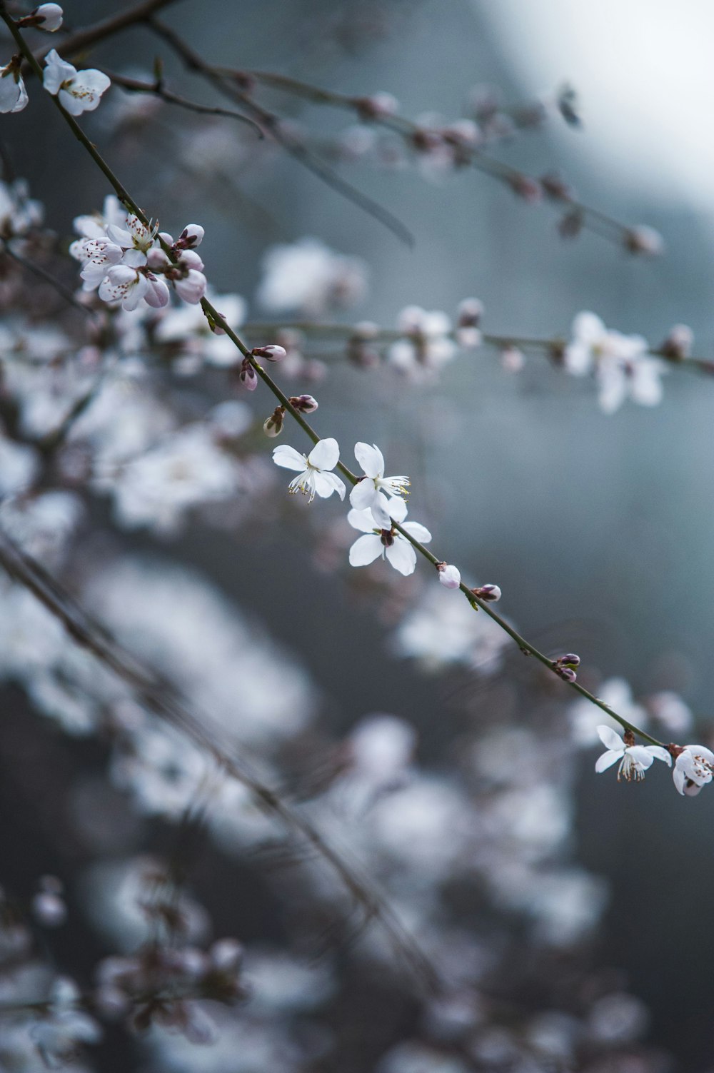 white flower bloom outdoor selective focus photography