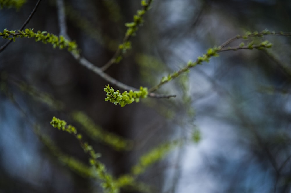 green plant