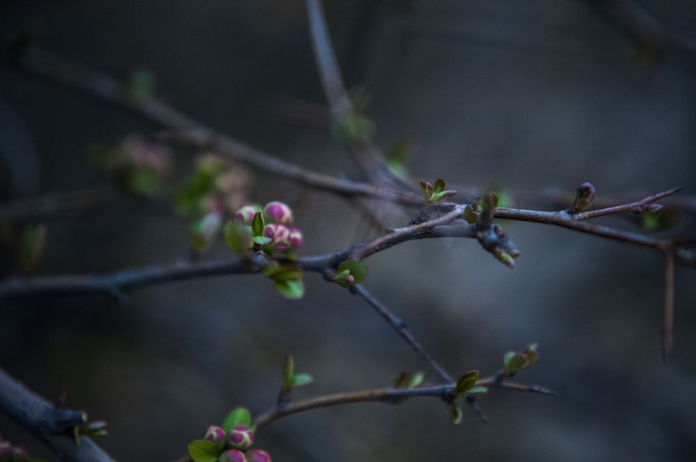 shallow focus photography of green-leafed plant with pink flowers