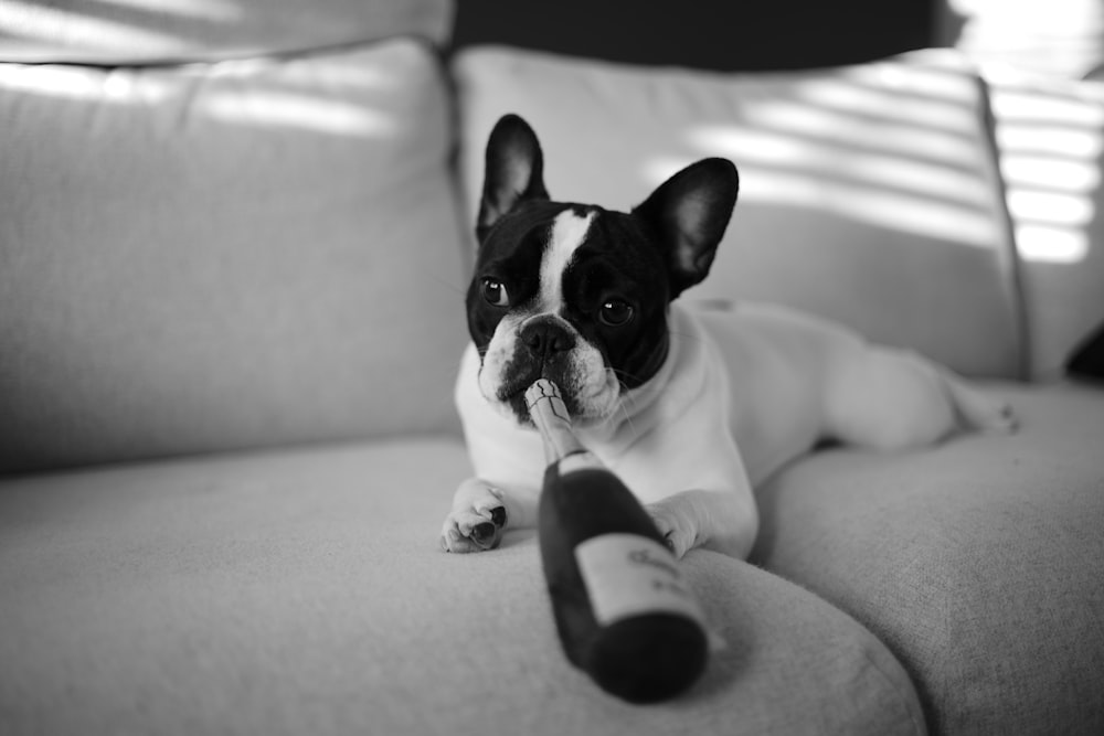 French bull dog with wine bottle lying on sofa