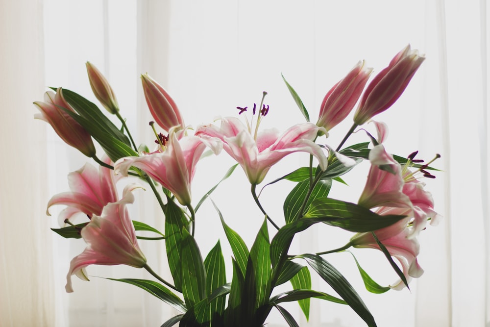 white and pink petaled flower