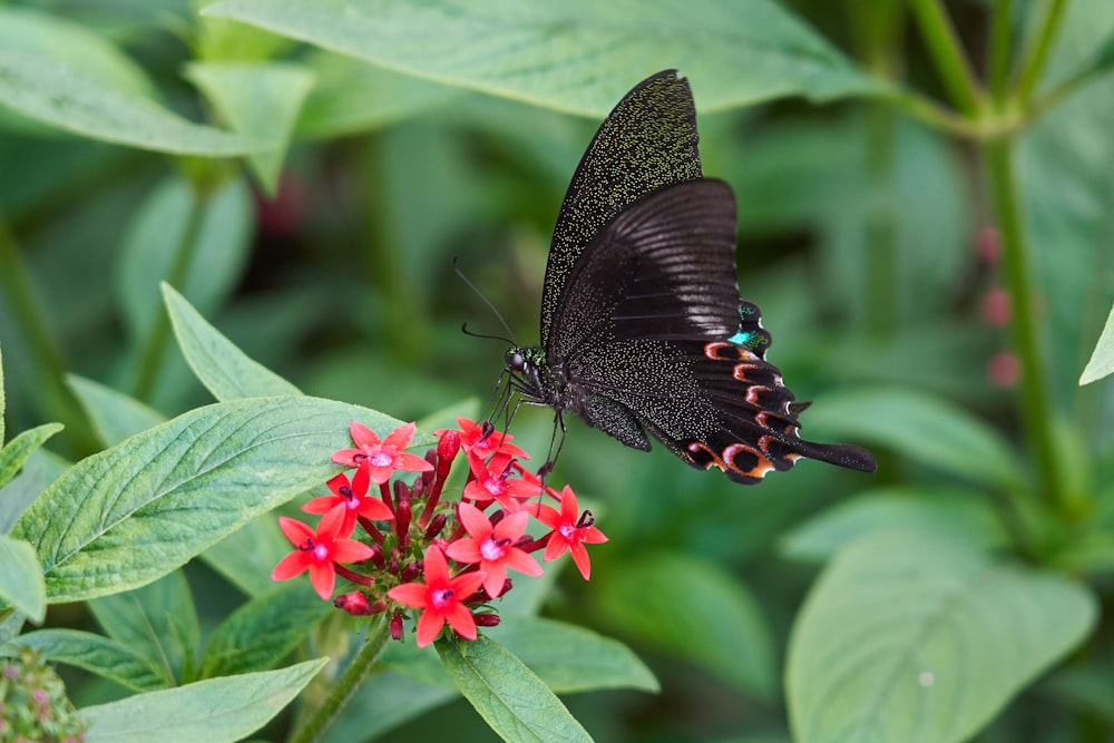 focus photography of black butterfly dipping on flower