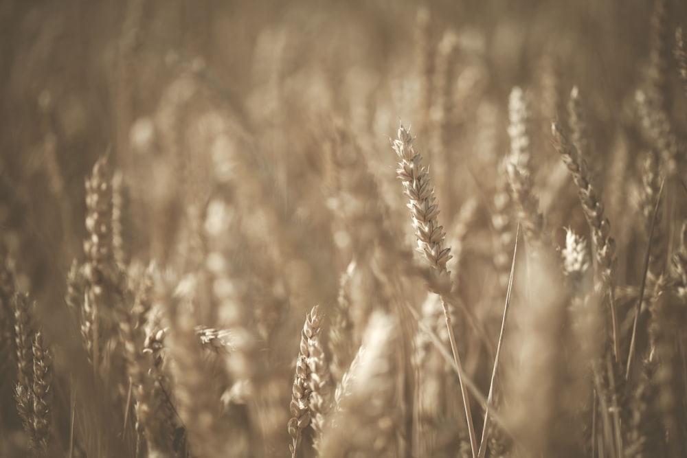 brown wheat field