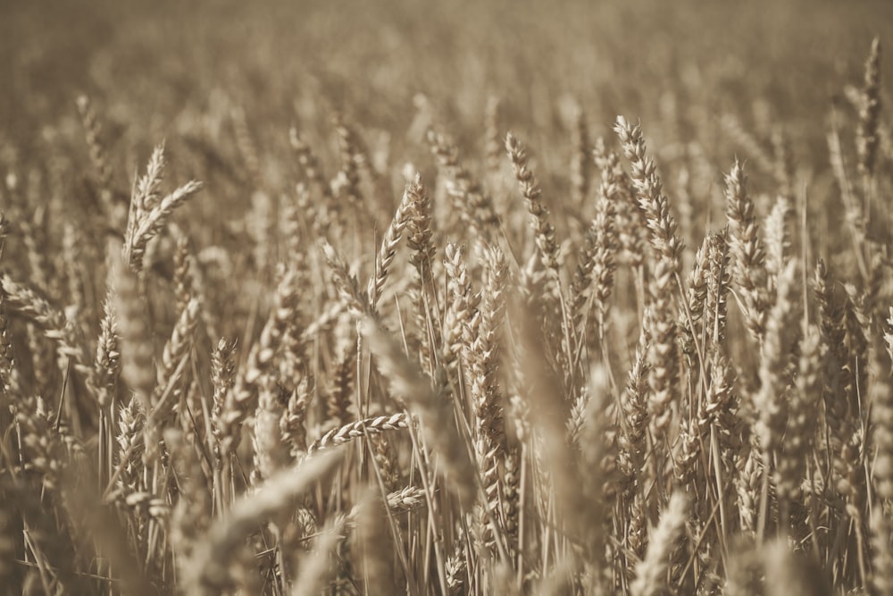grass wheat