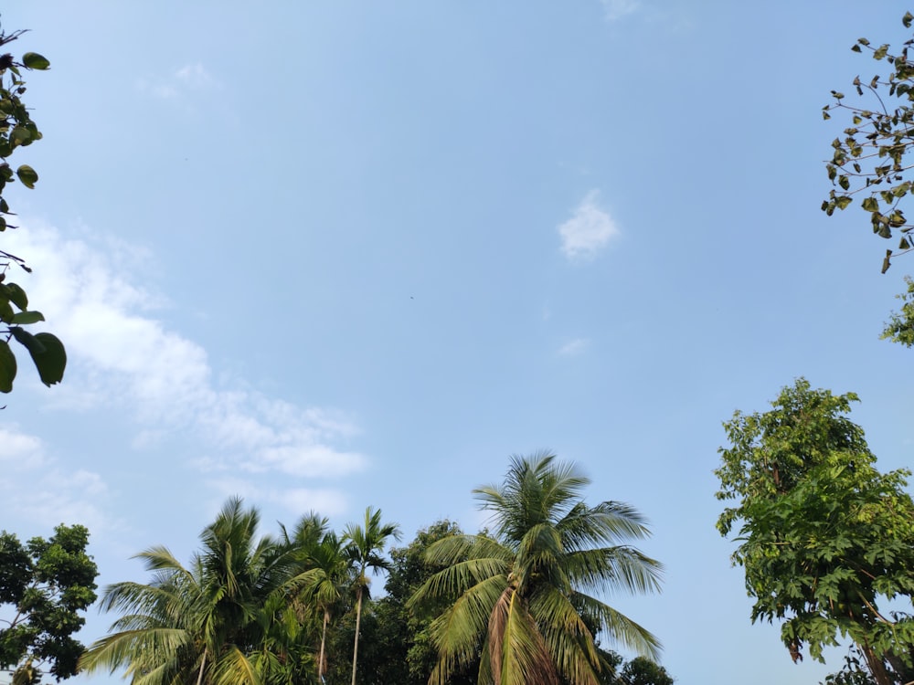 coconut palm trees view in low angle photo