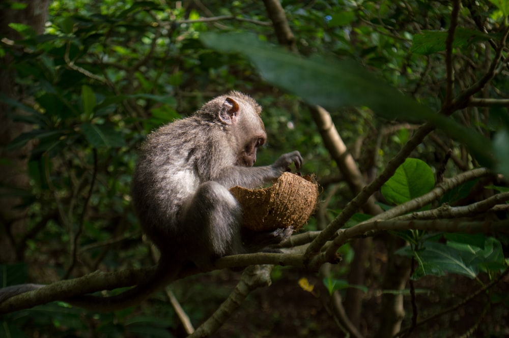 monkey holding coconut shell while sitting on tree branch during daytime