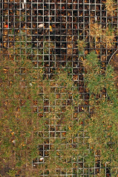 Close-up of a grounding rod installed in a residential yard with green grass.
