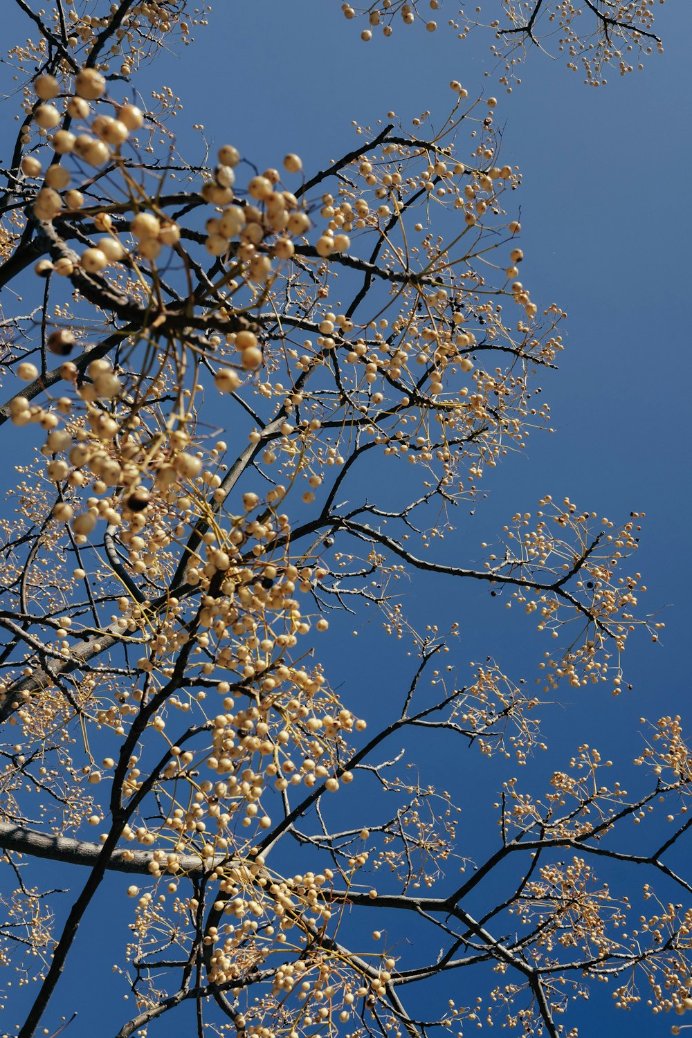 low-angle photography of yellow tree