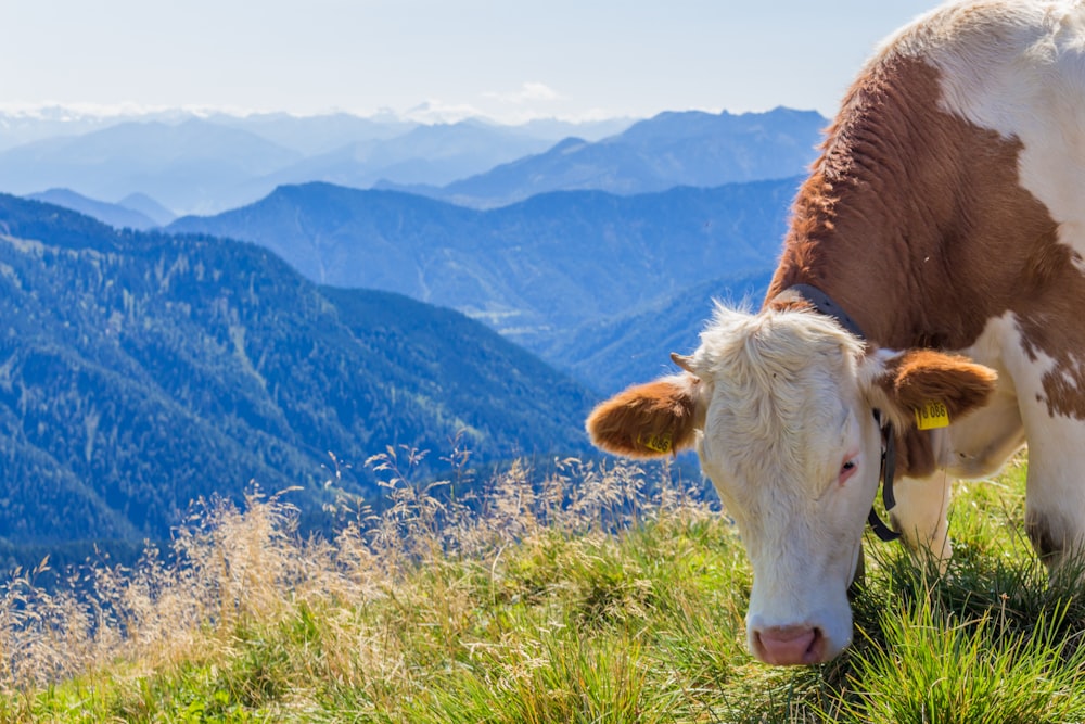 white and brown cow on hill
