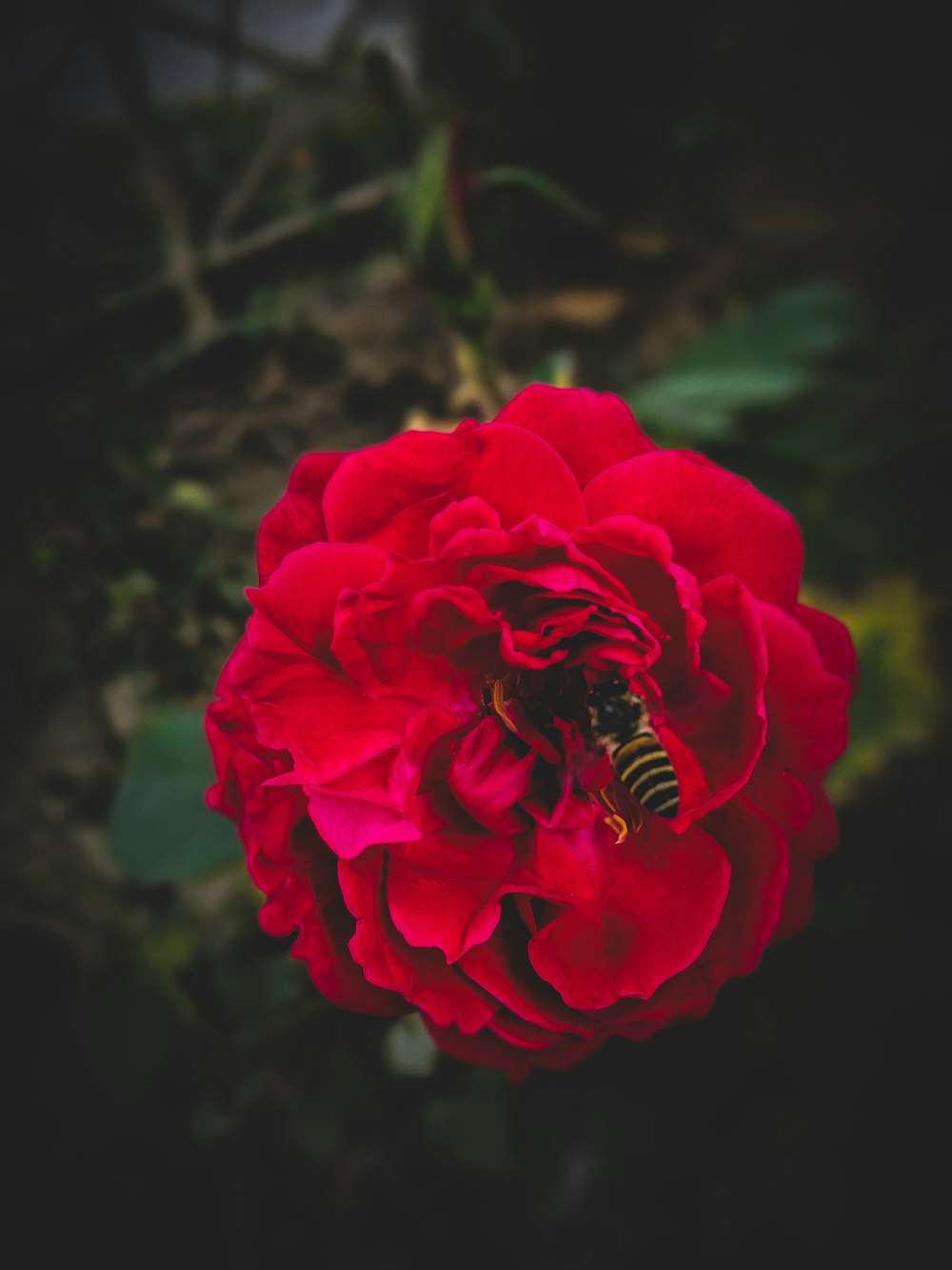 red petaled flower with bee