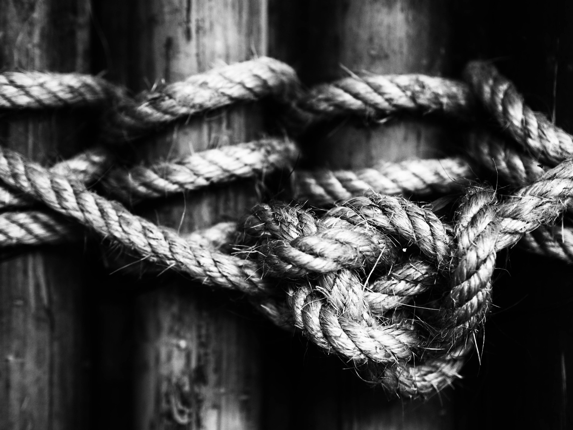 High-resolution image of a bowline knot neatly tied around a bundle of electrical cables, with clear details of the loop and tail.