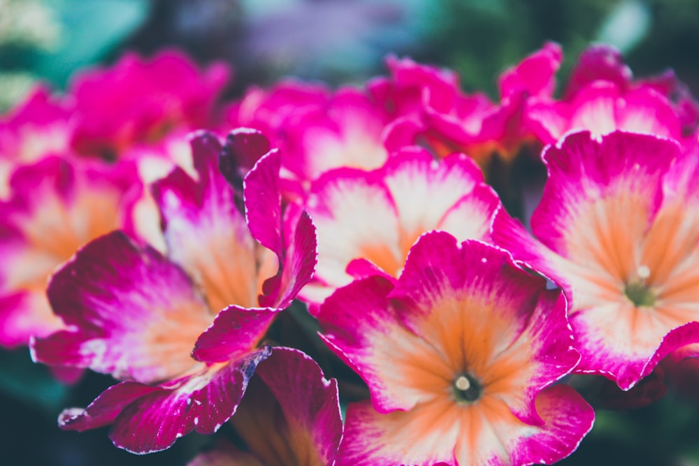 pink-and-orange-petaled flowers