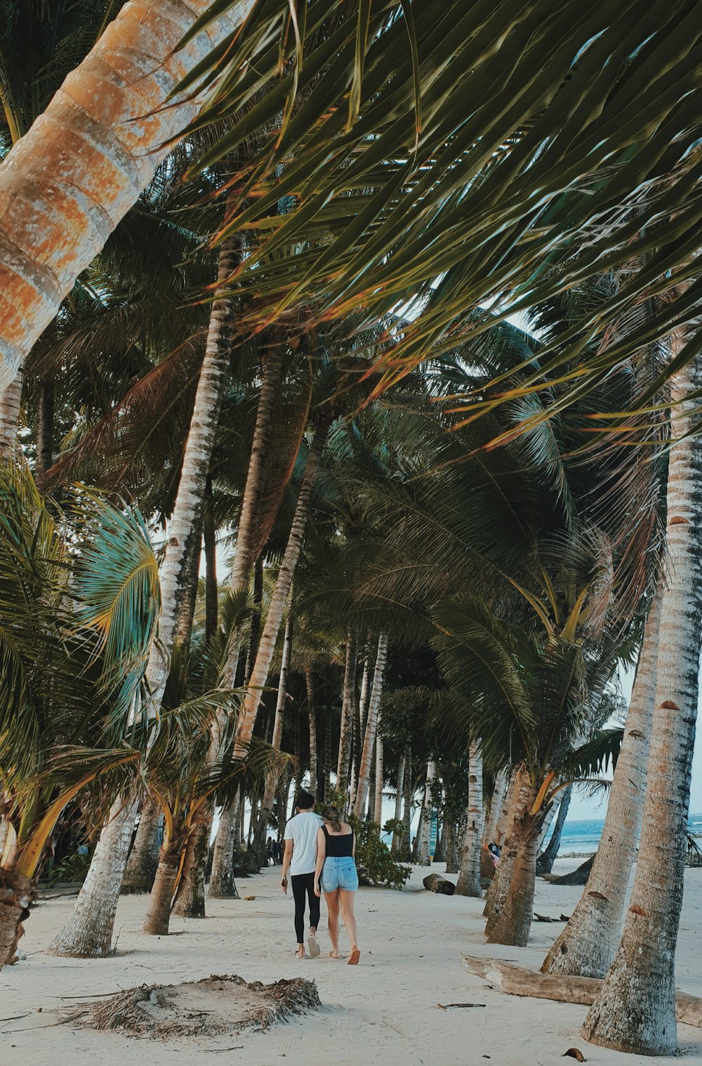 person walking under palm trees