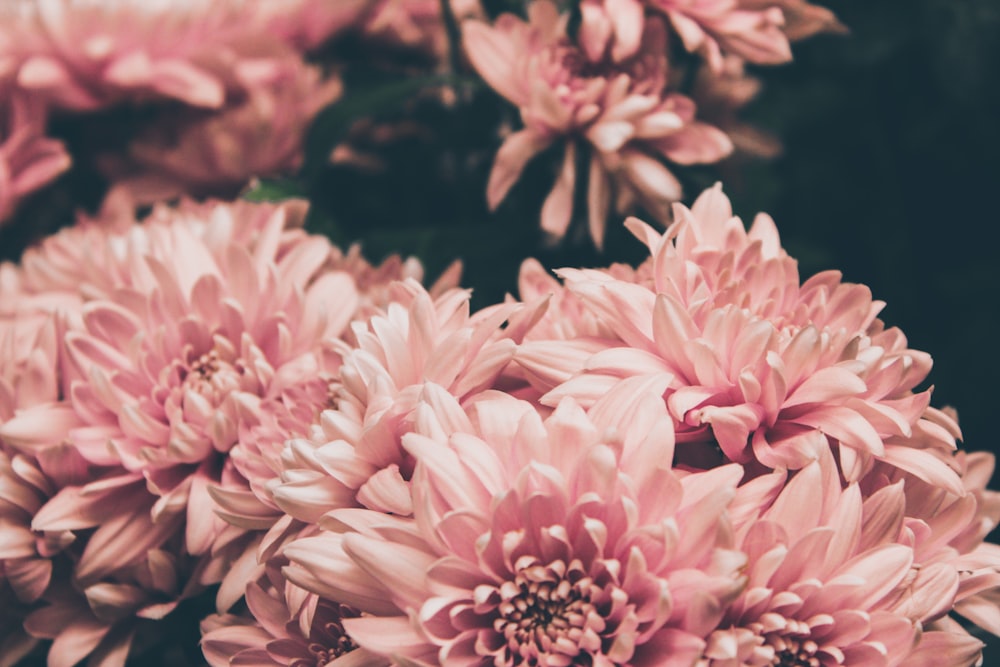 pink-petaled flowers