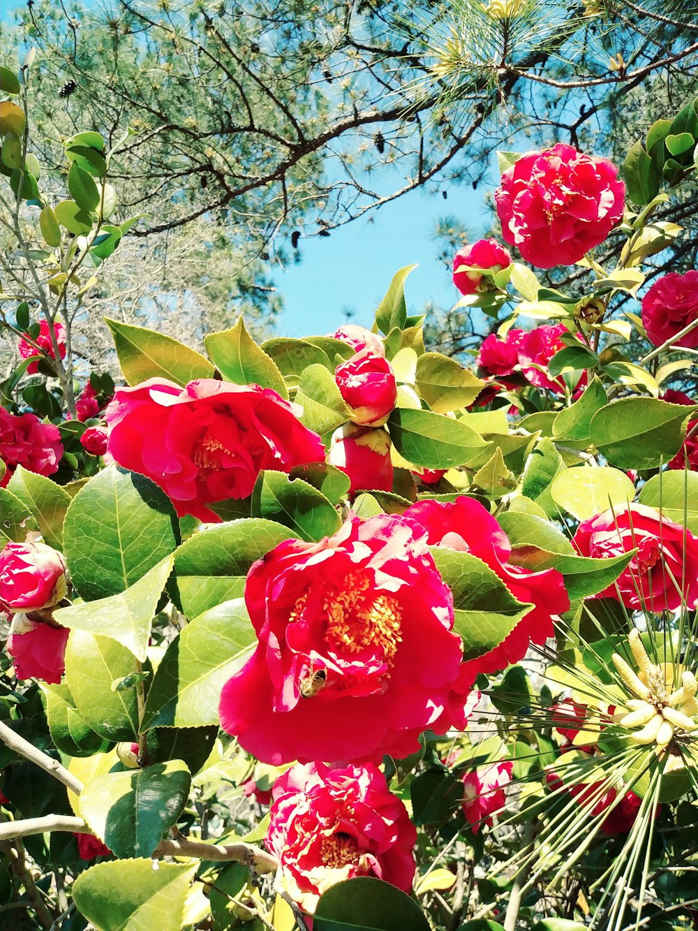 red petaled flower