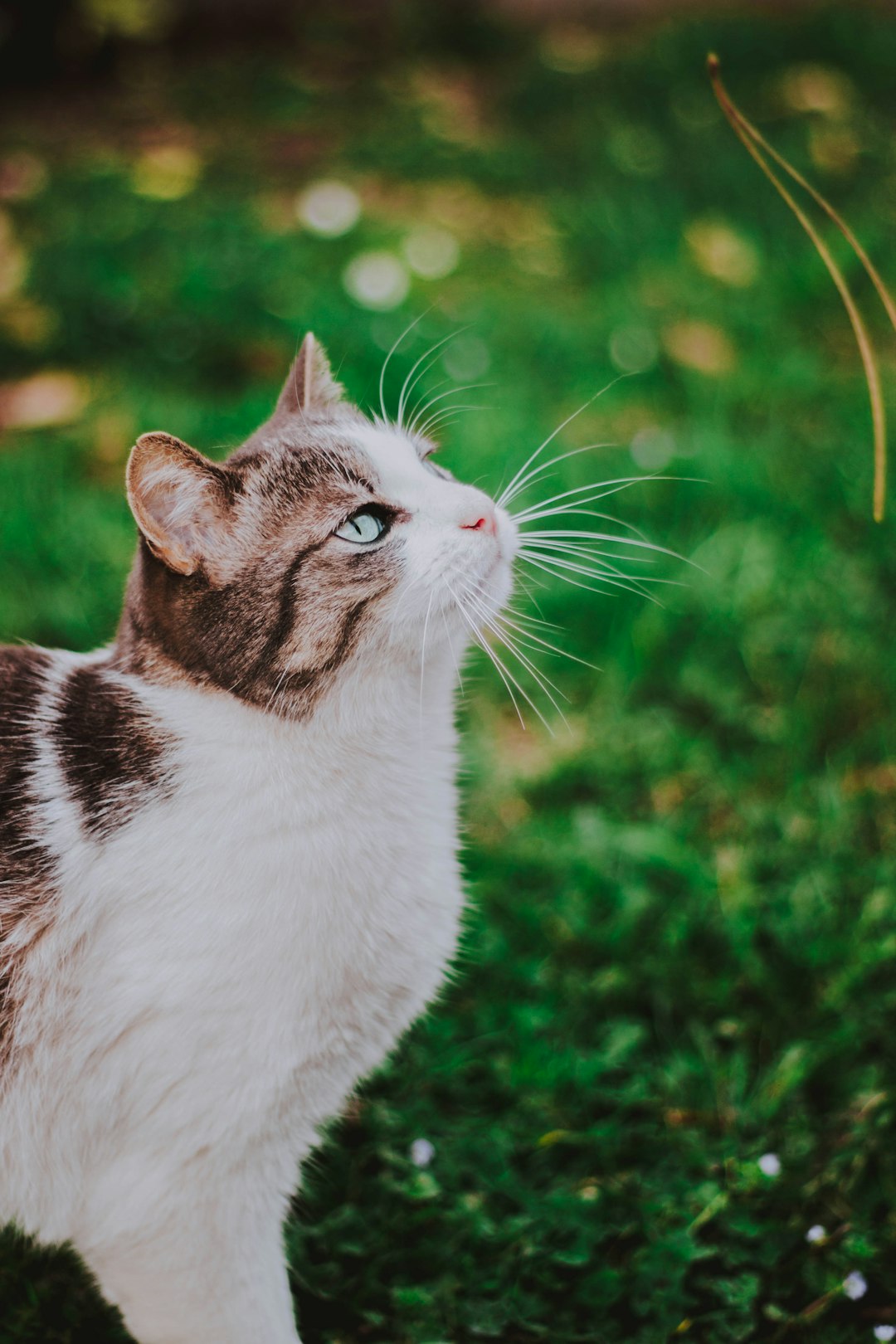selective focus photography of cat