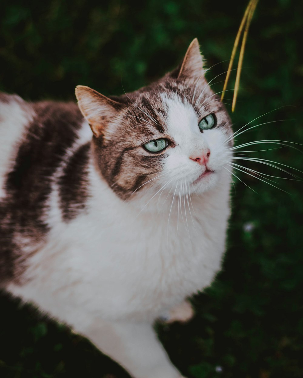 view of short-haired brown and white cat