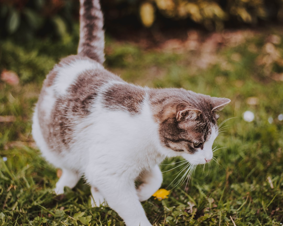 close-up photography of cat standing on grass