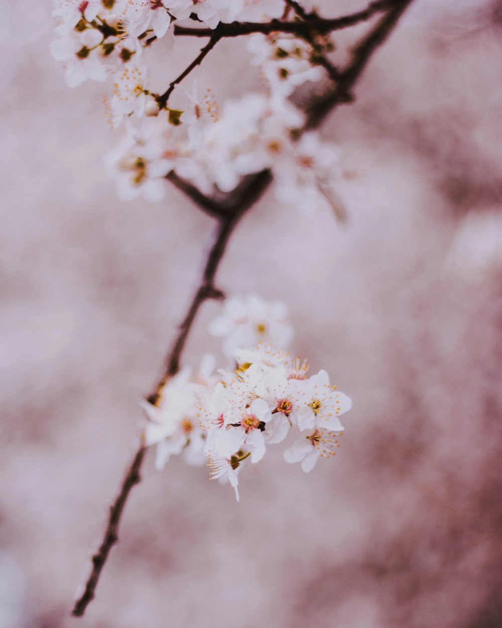 white petaled flower