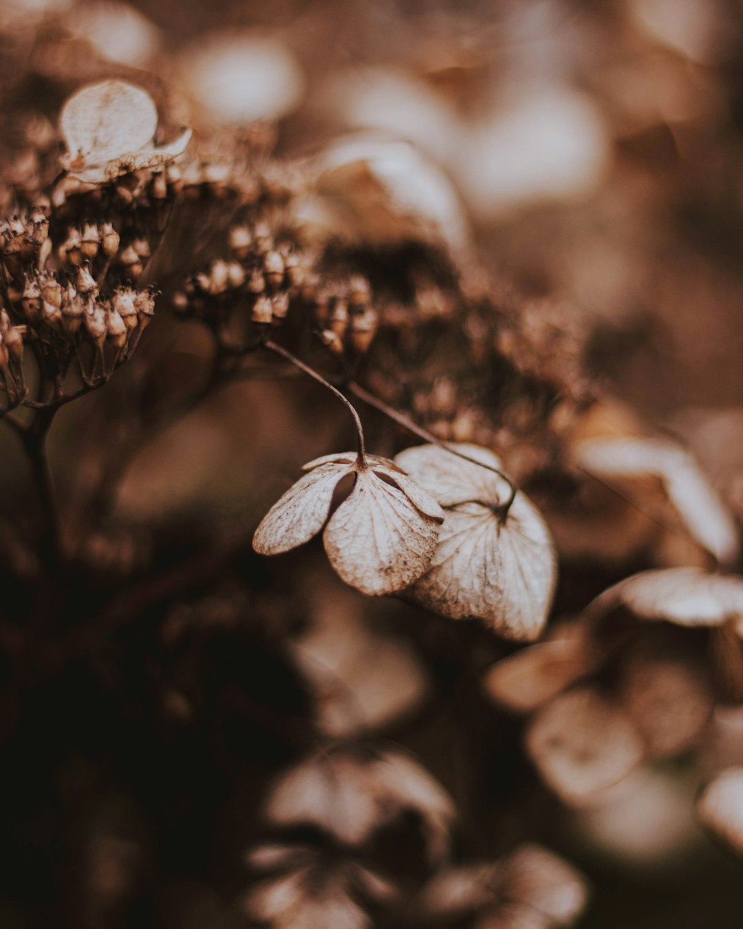 grayscale photography of flower