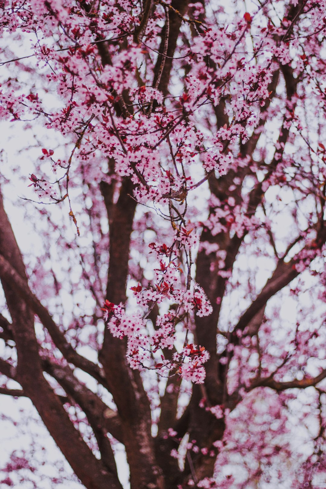 pink cheery blossom tree