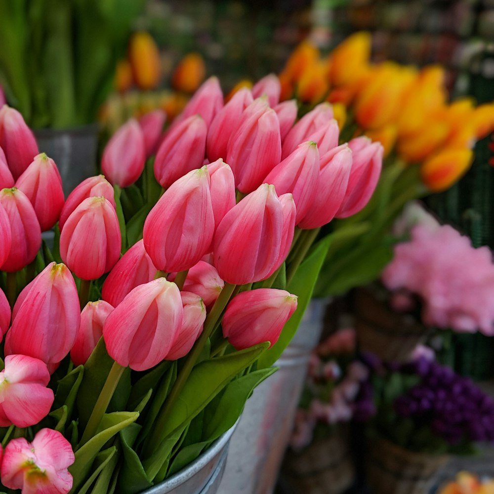 tulipas cor-de-rosa