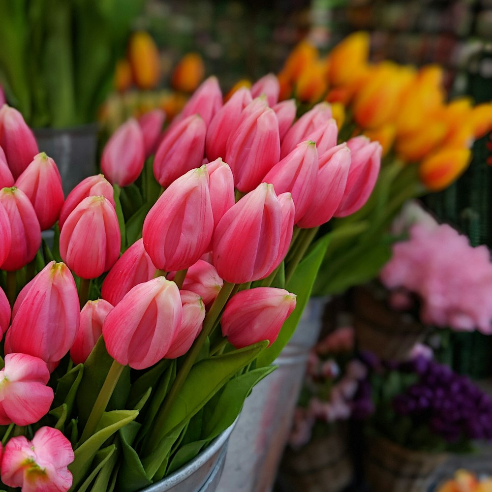 pink tulips