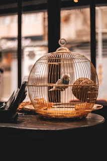 white and blue parakeet inside white birdcage