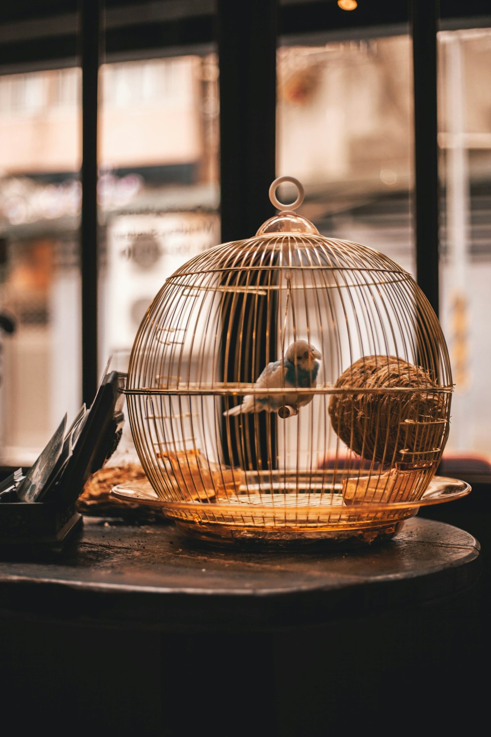 Perruche blanche et bleue à l’intérieur d’une cage à oiseaux blanche