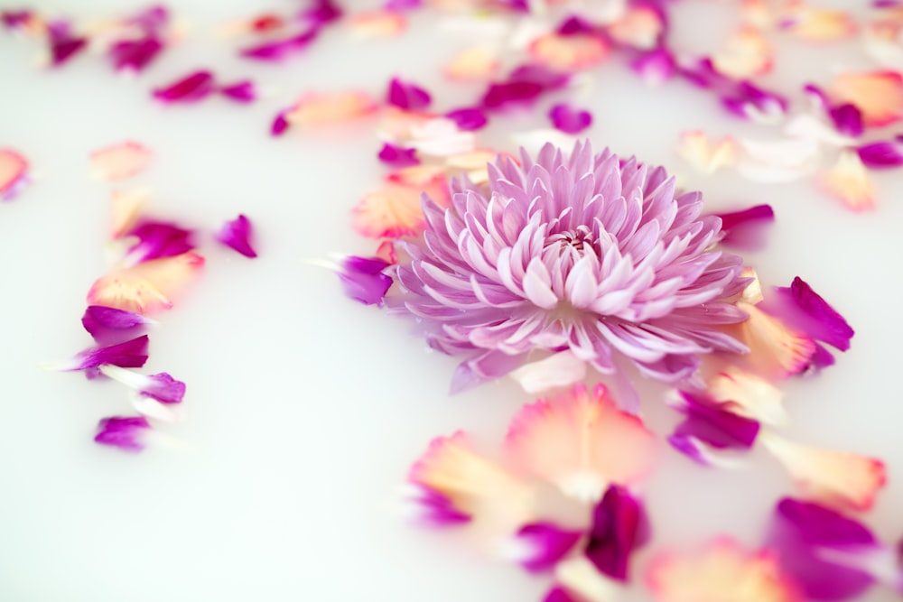 pink dahlia flower on water along with flower petals