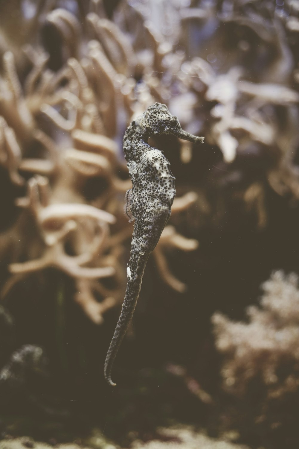 grey seahorse in underwater photography