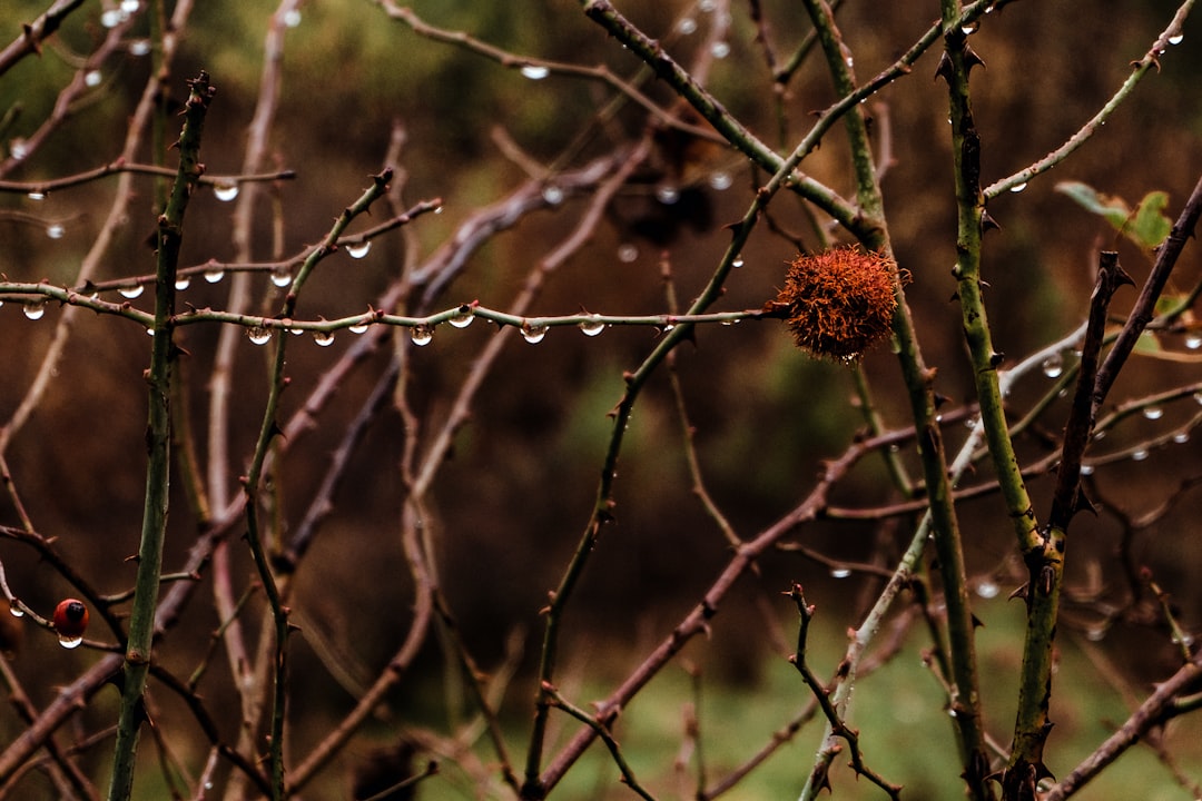 Leaf rust фото 103