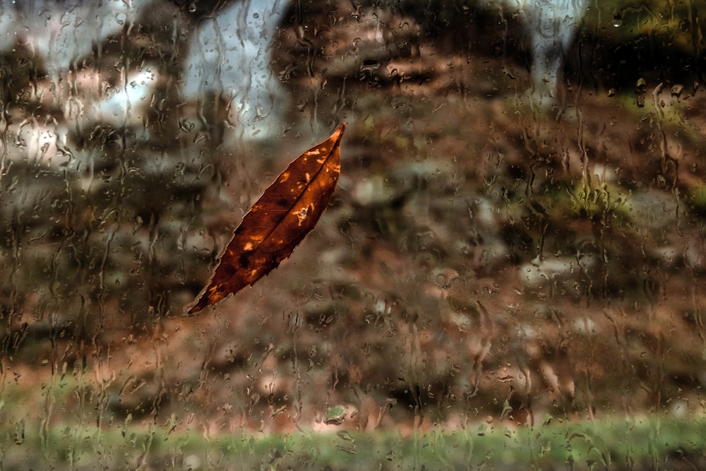 braunes Blatt auf nassem Glas