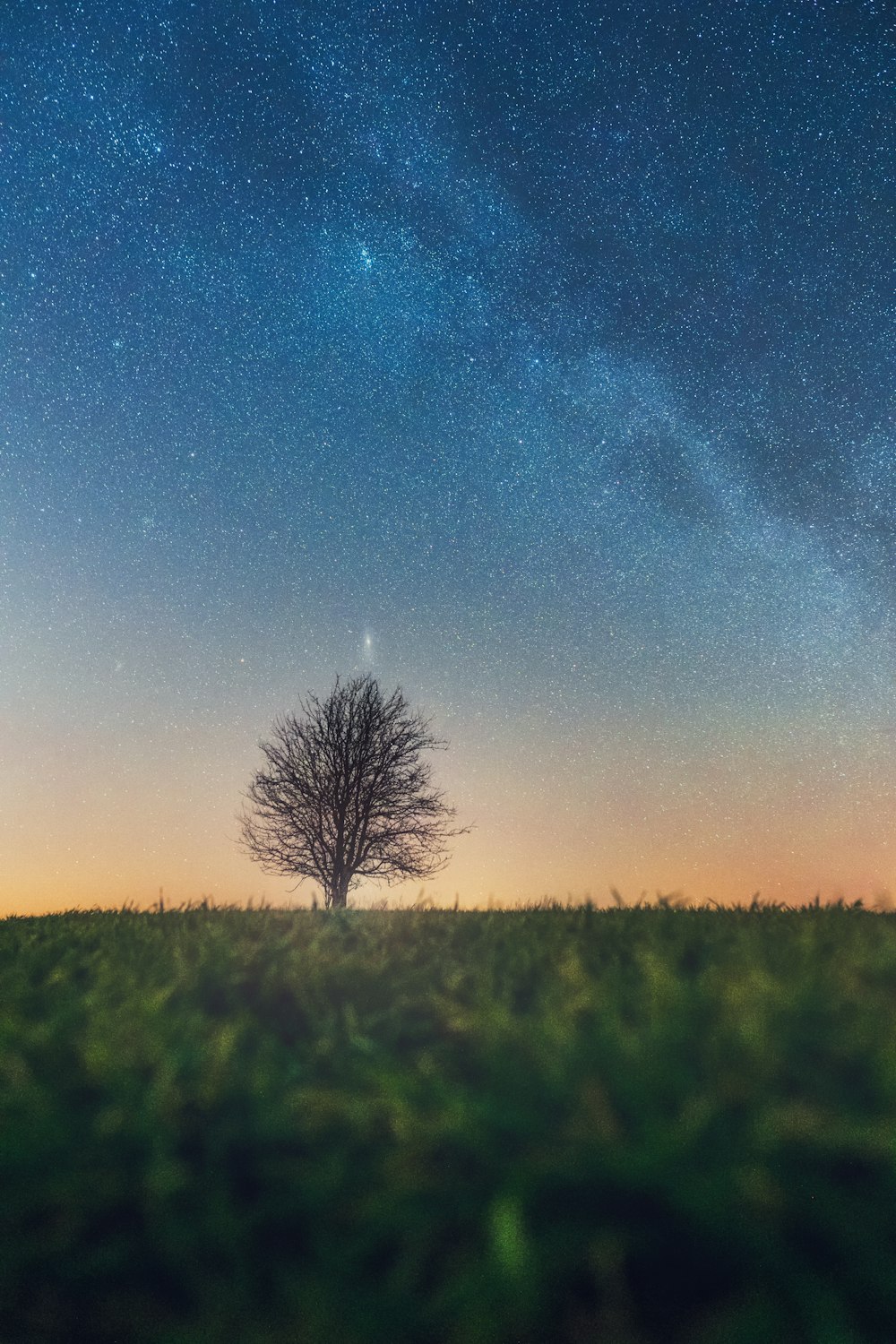 bare tree on grass field