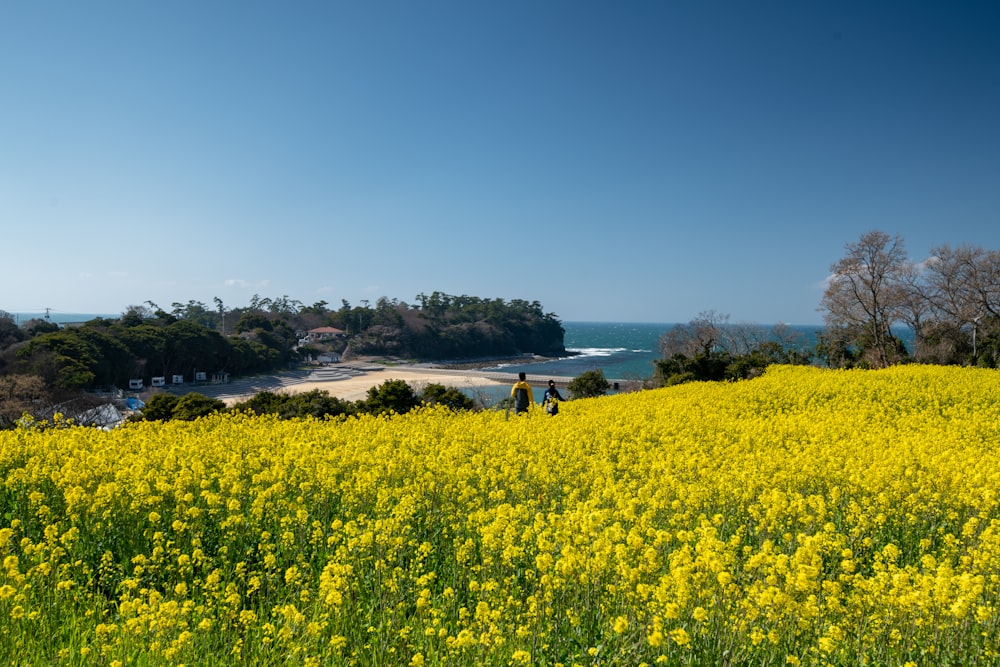 yellow flower field during daytime