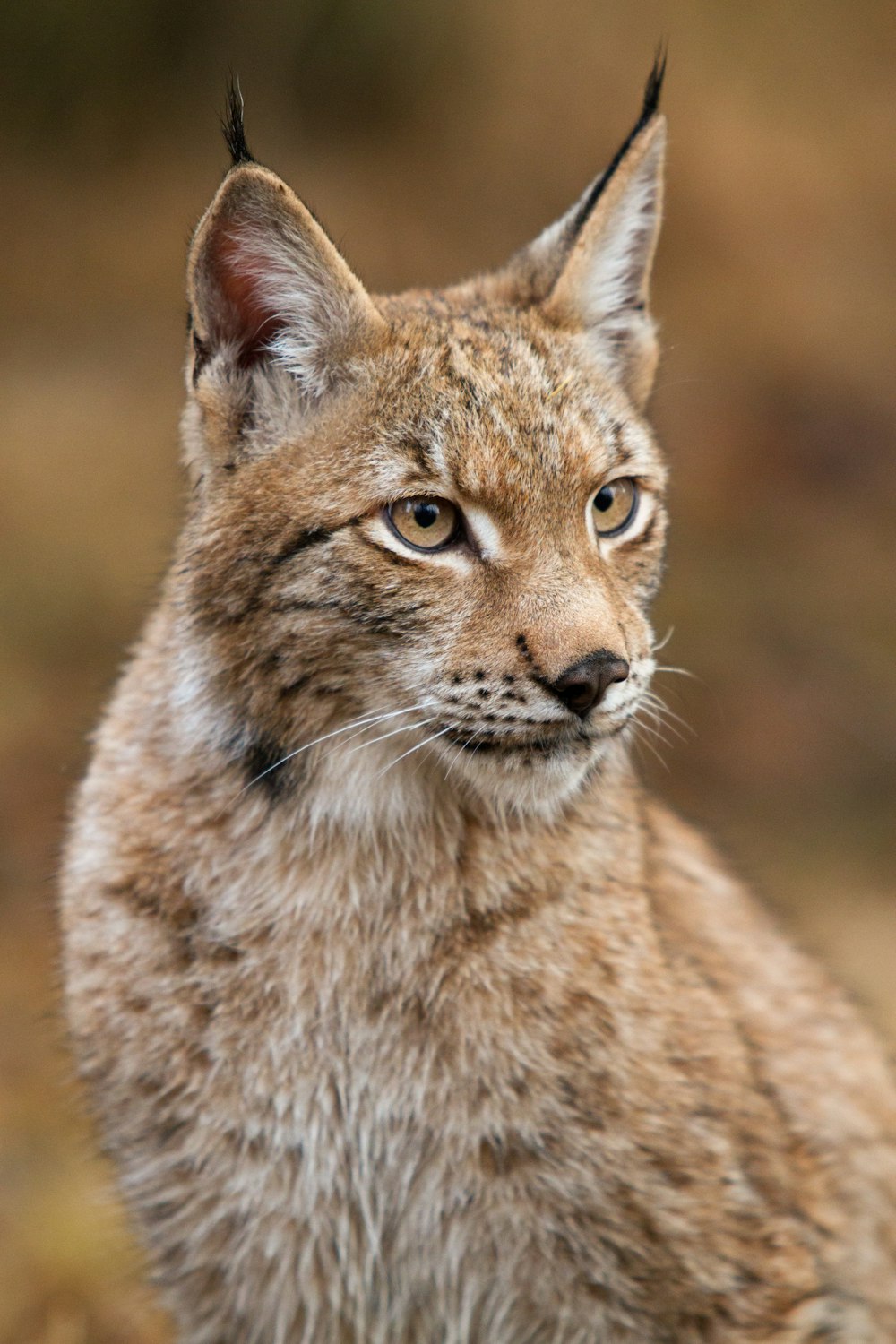 Chat lynx brun