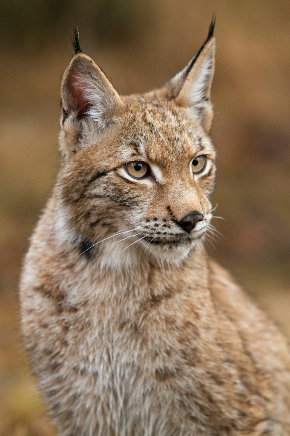 brown lynx cat