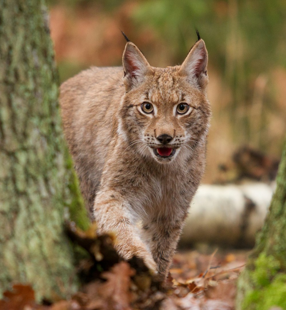 brown cat